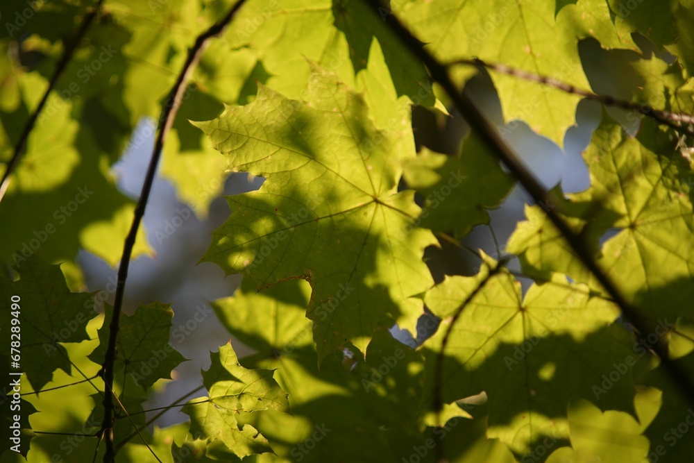Closeup of sunlight beaming through green leaves of a tree Closeup of sunlight beaming through green leaves of a tree