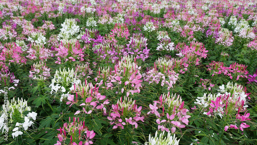 Blossom of Spider flowers field or Cleome Hassleriana.