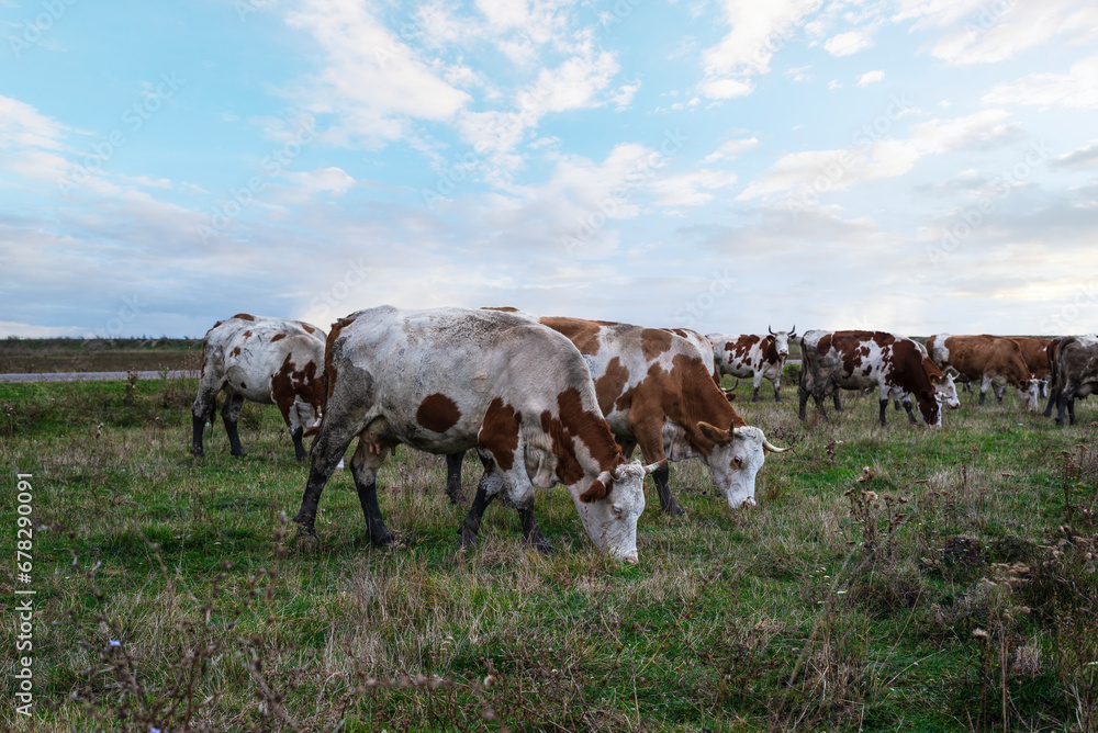 Cows grazing on pasture land in autumn day Cows grazing on pasture land in autumn day