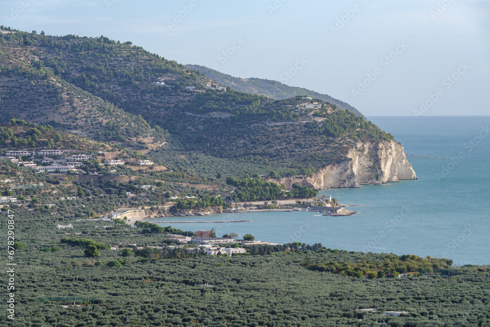 Olive groves overlooking sea, National park of Gargano, Puglia, Italy