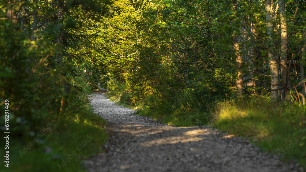 Obraz premium Ein Pfad führt durch den Bayerischen Wald