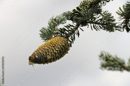 an almost ripe cone of a conifer with drops of resin