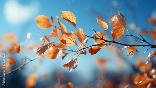 beautiful autumn leaves, flora