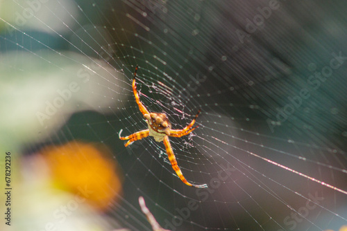 Silver spider outdoors in Rio de Janeiro.