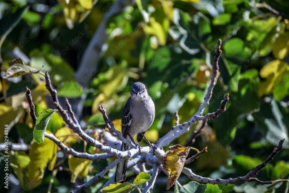 Closeup shot of a northern mockingbird on the branch of a tree Closeup shot of a northern mockingbird on the branch of a tree
