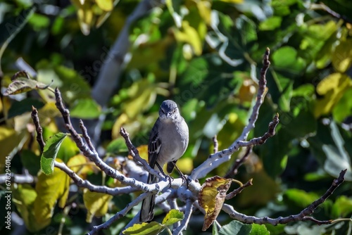 Closeup shot of a northern mockingbird on the branch of a tree