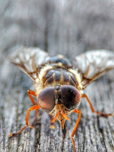macro of a wasp