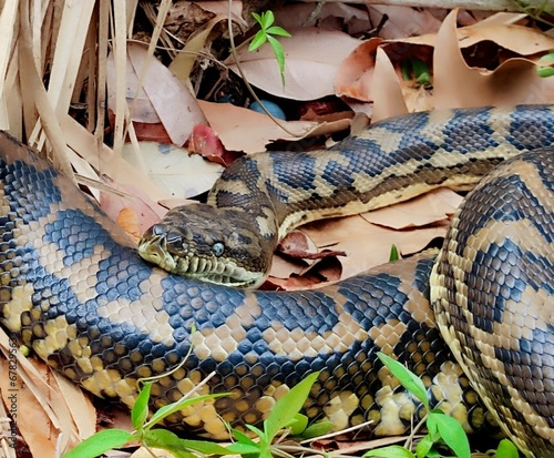 Carpet Python in the Mangroves