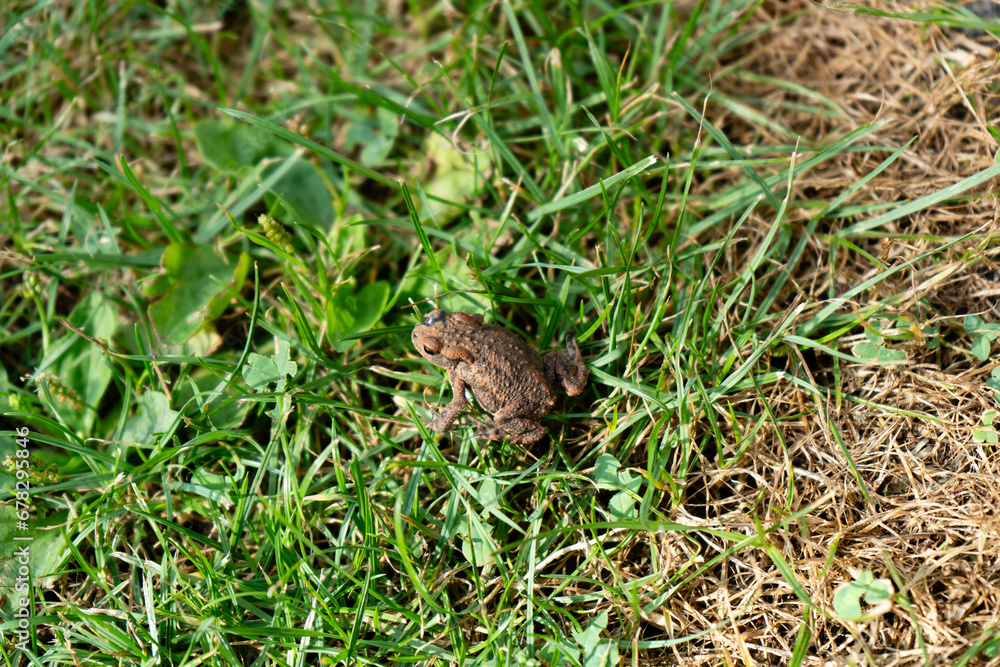 Die Erdkröte Buffo Buffo ist ein typischer Besucher im heimischen