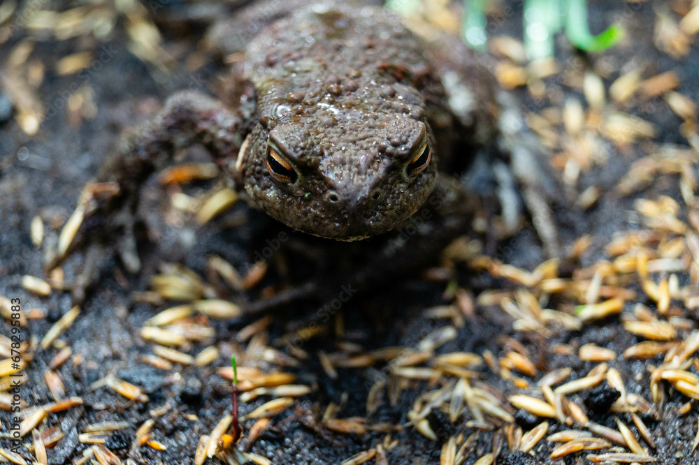 Die Erdkröte Buffo Buffo ist ein typischer Besucher im heimischen