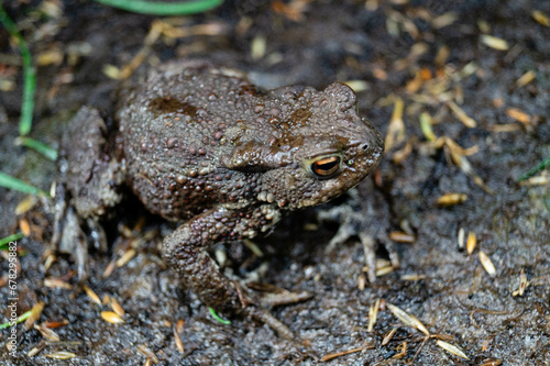 Die Erdkröte Buffo Buffo ist ein typischer Besucher im heimischen Garten photo