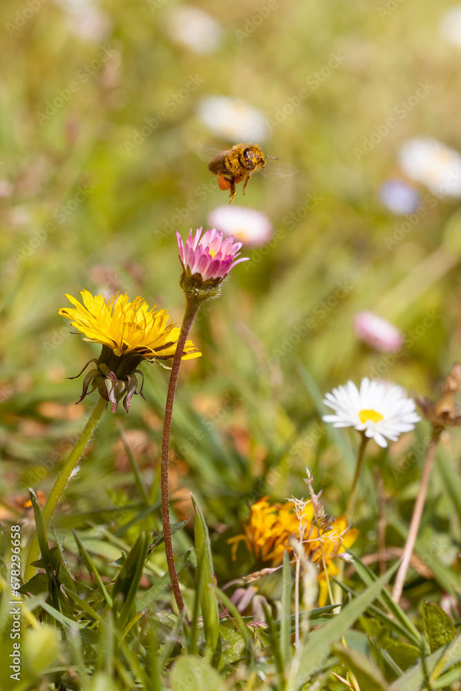 macro vertical photograph of a field full of flowers with a fluttering bee full of pollen. protect biodiversity and pollinators. macro vertical photograph of a field full of flowers with a fluttering bee full of pollen. protect biodiversity and pollinators.