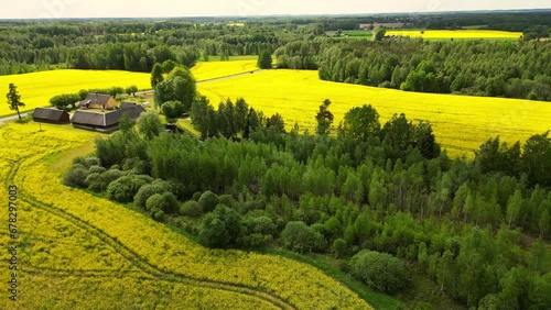  Idyllic Scandinavia rural farm scene. Yellow rape seed field with farm in the middle. Alfalfa fields during misty summer Day. Agriculture and life in Estonia. Rich harvest of blooming yellow rapeseed photo