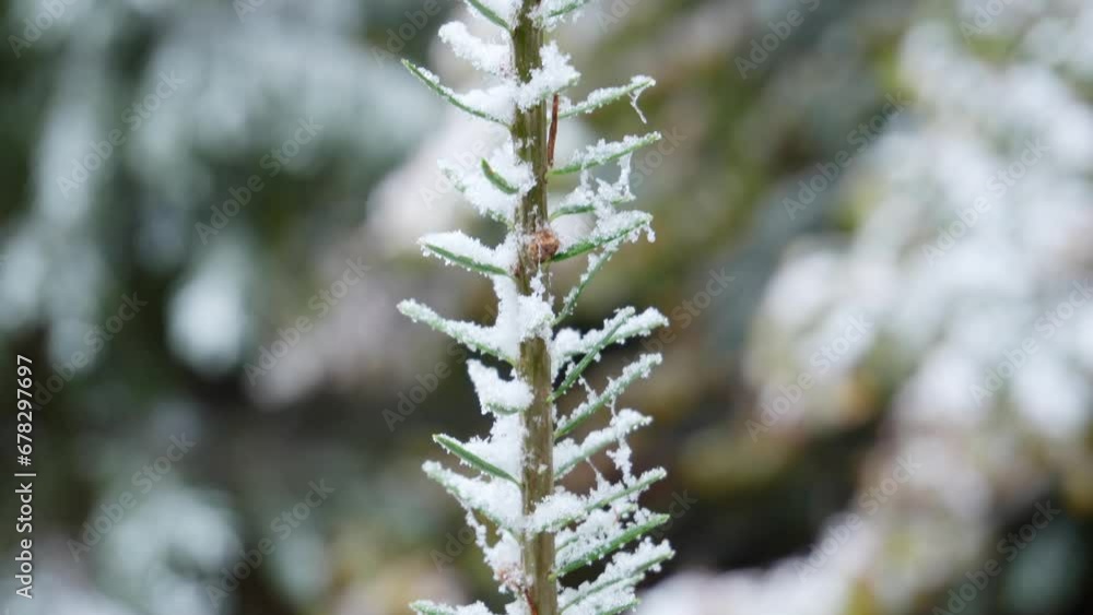 Frosted Conifer Plant: A detailed view of a coniferous twig, lightly covered in snow, with a discernible pine cone at the top. Frosted Conifer Plant: A detailed view of a coniferous twig, lightly covered in snow, with a discernible pine cone at the top.