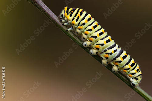 papilio machaon caterpillar perched on a twig for the chrysalis phase, with degraded background. photo