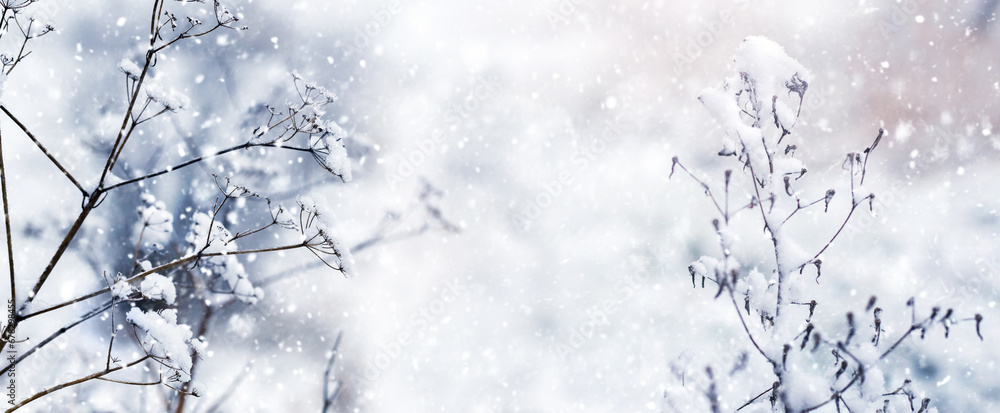 Dry plants covered with snow in forest on blurred background during snowfall, atmospheric winter view Dry plants covered with snow in forest on blurred background during snowfall, atmospheric winter view