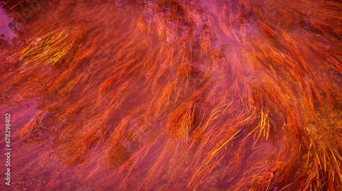 Abstract aquatic background. Algae in the turbid water. Natural red background.