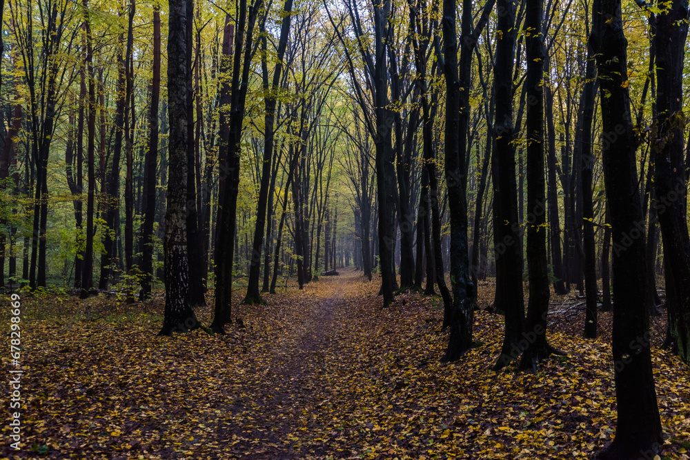 Obraz premium autumn in the woods