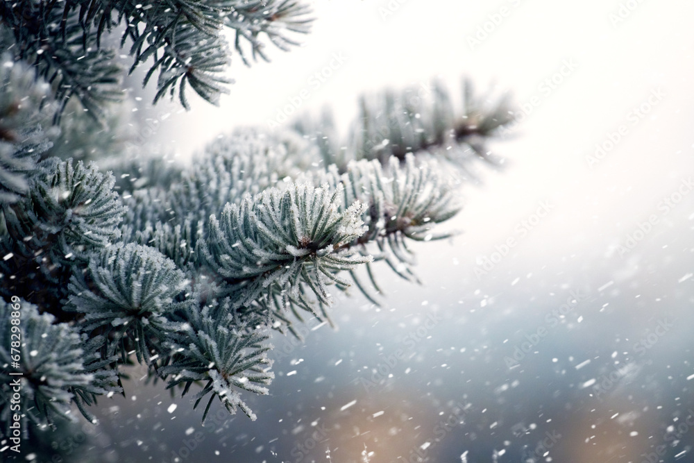 Spruce tree branch covered with frost in the forest on a blurred background during snowfall - obrazy, fototapety, plakaty 