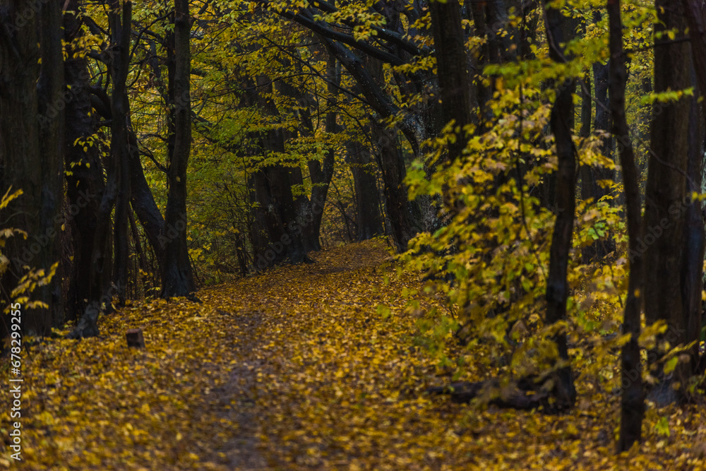 Obraz premium autumn forest in the autumn