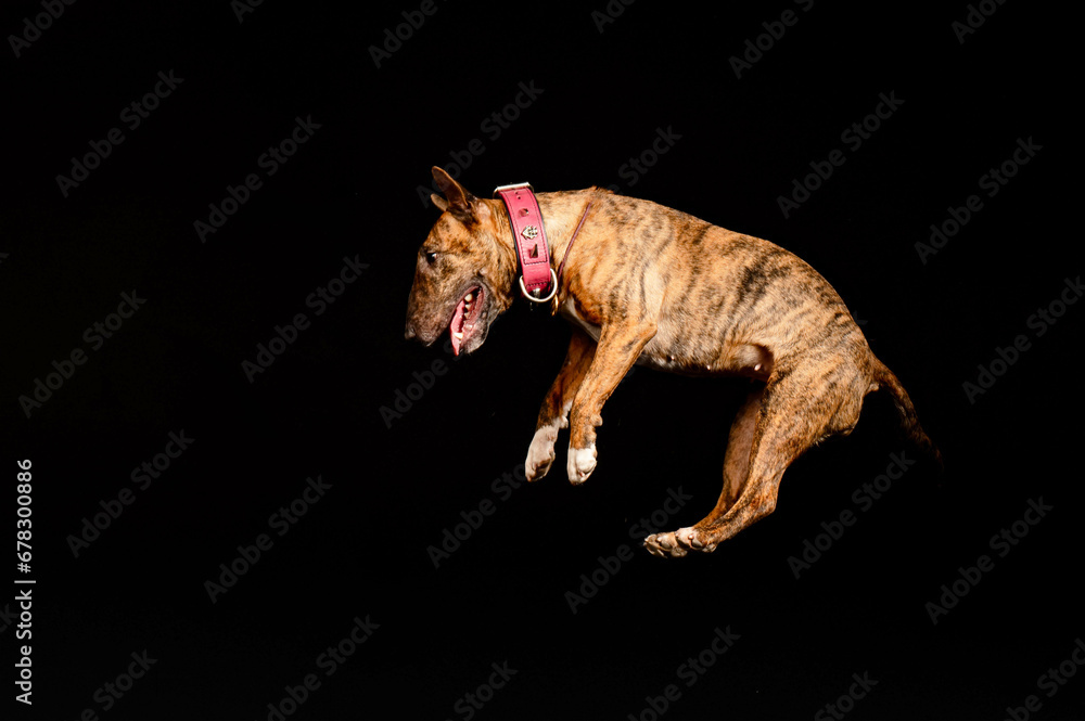 Fototapeta premium portrait of a dog on a black background
