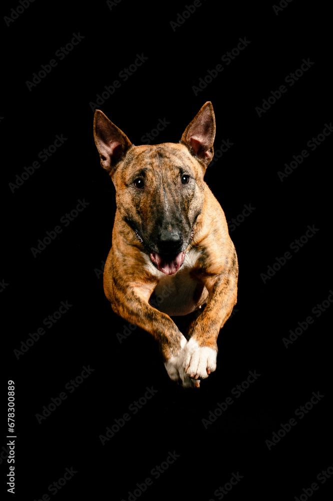 portrait of a dog on a black background portrait of a dog on a black background
