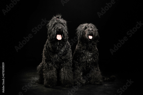 portrait of a dog on a black background © Александра Панкина