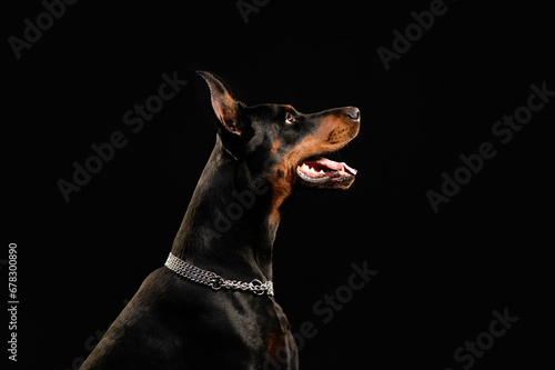 portrait of a dog on a black background © Александра Панкина