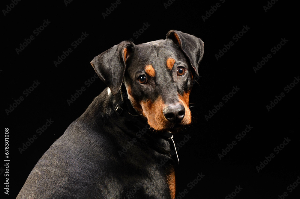 portrait of a dog on a black background