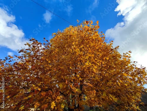 autumn leaves against blue sky