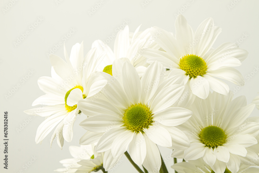 Obraz premium White chrysanthemums on a white background. Bouquet of flowers