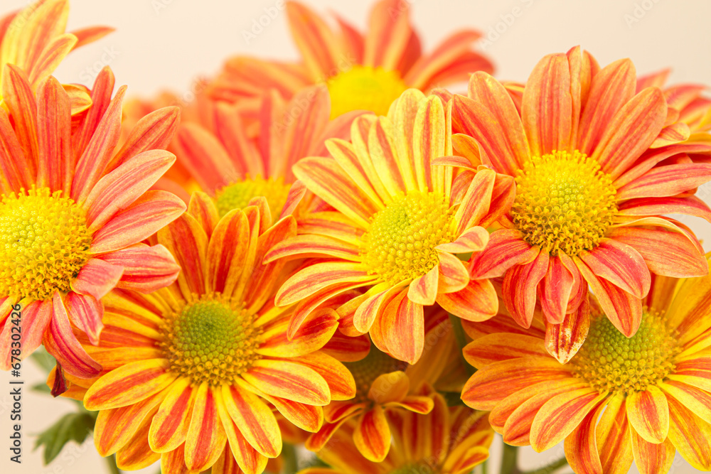 Red chrysanthemums on a white background. Bouquet of flowers Red chrysanthemums on a white background. Bouquet of flowers