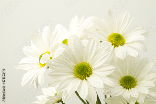 White chrysanthemums on a white background. Bouquet of flowers