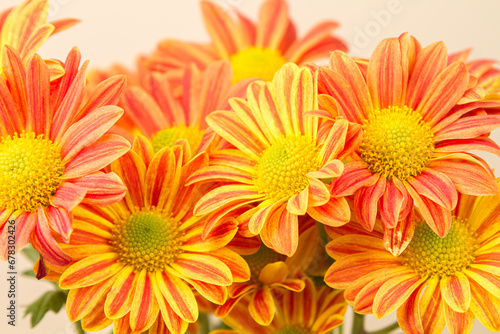 Red chrysanthemums on a white background. Bouquet of flowers