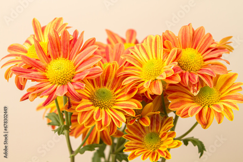 Red chrysanthemums on a white background. Bouquet of flowers