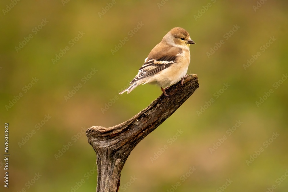 Goldfinch perched on a branch Goldfinch perched on a branch