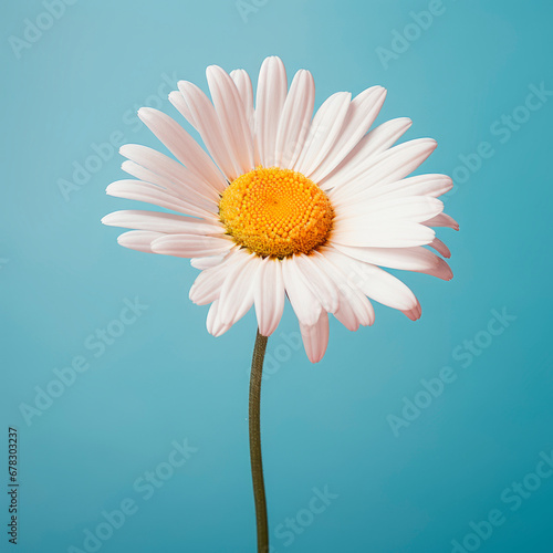 Chamomile flower with a large background on a blue background. Minimalism. 