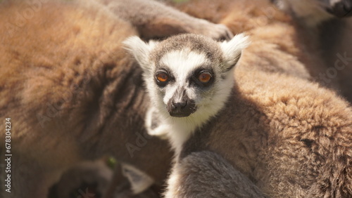 ring lemur © אגנס אגנס