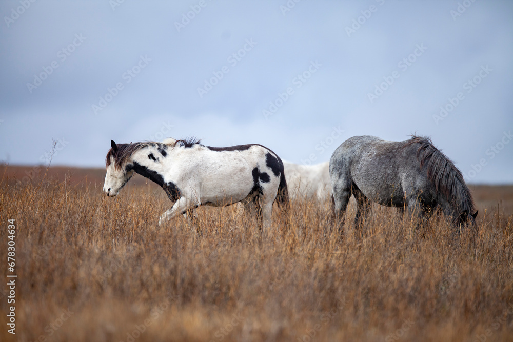Wild (feral) horses in Theodore Roosevelt National Park, North Dakota Wild (feral) horses in Theodore Roosevelt National Park, North Dakota