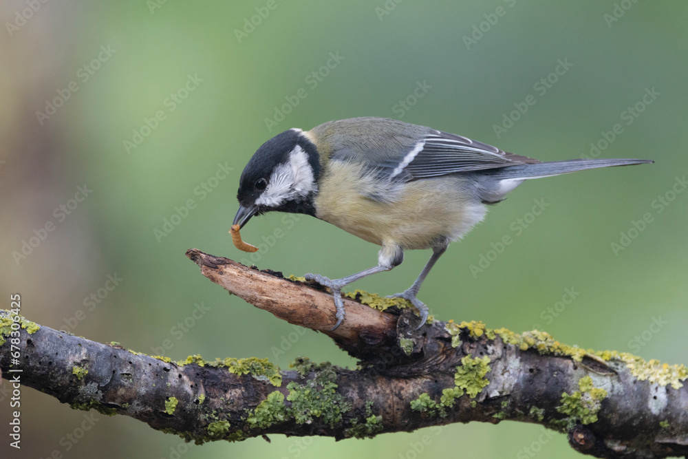 Fototapeta premium Kohlmeise (Parus major)