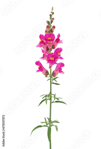 Common snapdragon isolated on white background  Antirrhinum majus