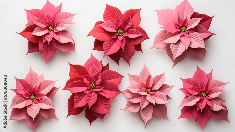  a group of pink and red poinsettias on a white background with a green center surrounded by smaller pink and red poinsettias on a white background.