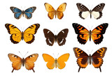 Collection of beautiful butterflies on transparent background