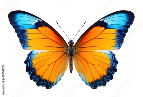 Colorful butterflies on transparent background