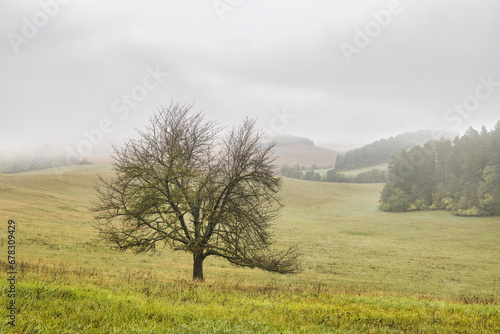 Misty autumn morning landscape with tranquil lonely tree.