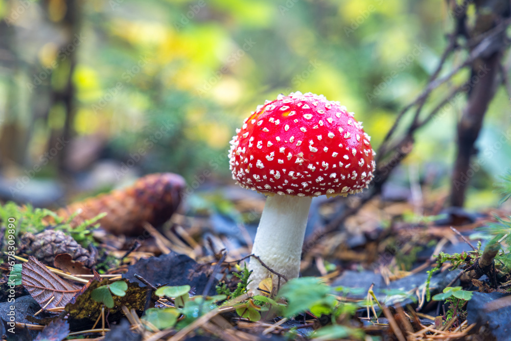 Red Toadstool in close-Up view in natural environment of autumn forest. Red Toadstool in close-Up view in natural environment of autumn forest.