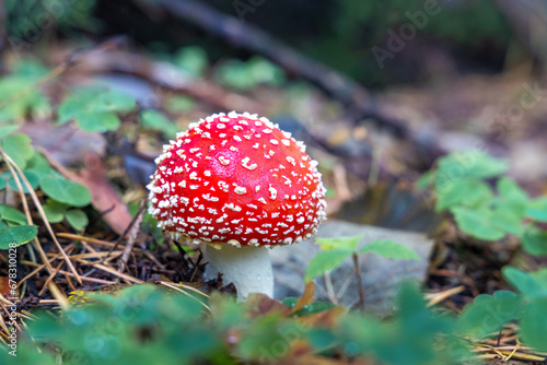 Red Toadstool in close-Up view in natural environment of autumn forest.