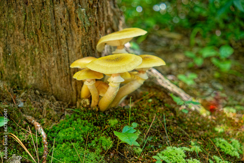 Cluster of yellow mushrooms