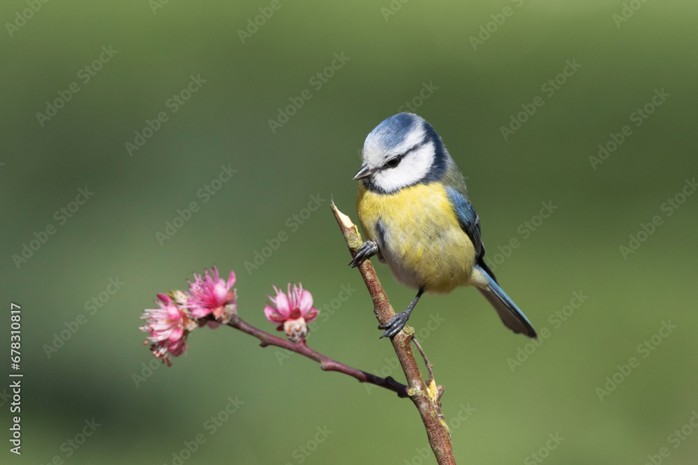 Blaumeise (Cyanistes caeruleu)