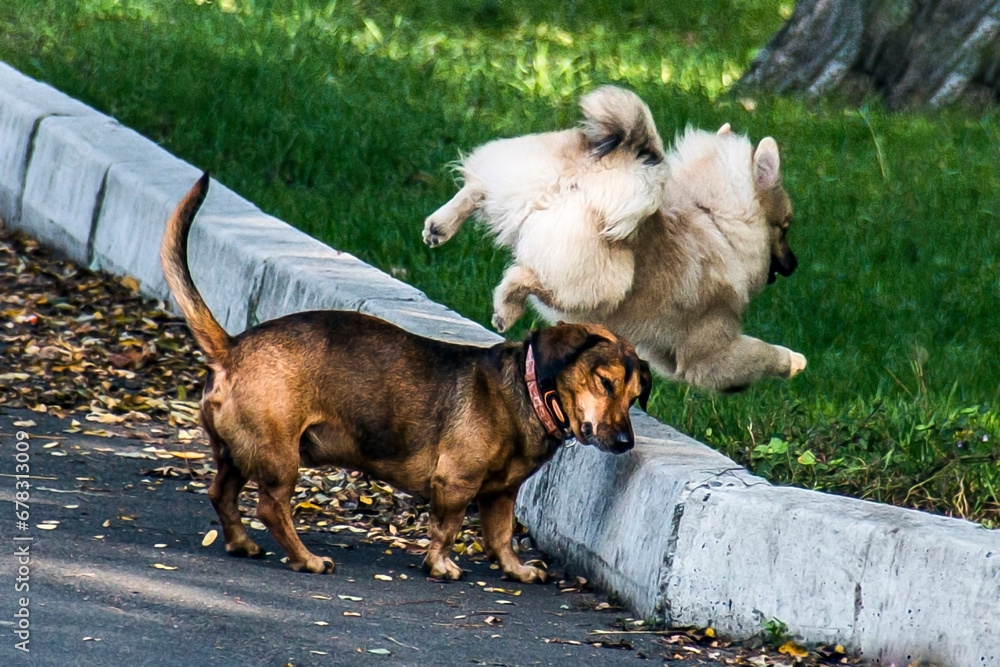 White dog jumps over brown dog
